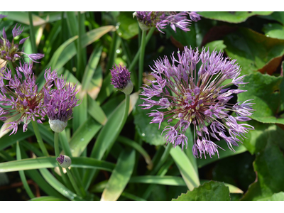 Allium