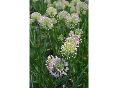 Allium