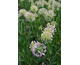 Allium Serendipity