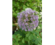 Allium aflatuense