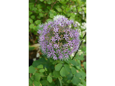 Allium aflatuense