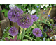 Allium aflatuense Purple Sensation