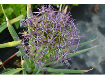 Allium christophii