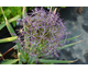 Allium christophii