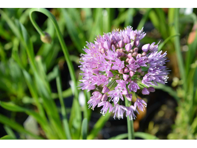 Allium giganteum