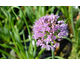 Allium giganteum None