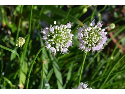 Allium lusitanicum