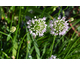 Allium lusitanicum