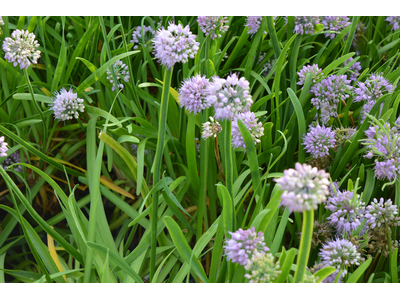 Allium senescens