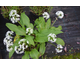 Allium ursinum 