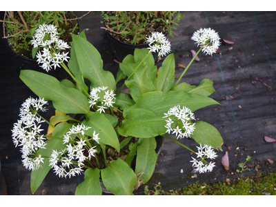 Allium ursinum