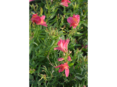 Alstroemeria