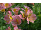 Alstroemeria Flirt