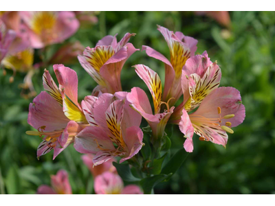 Alstroemeria