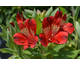 Alstroemeria