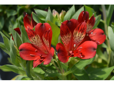 Alstroemeria