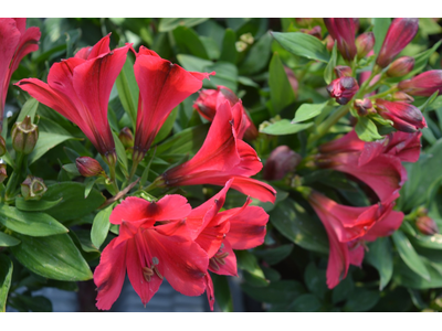 Alstroemeria