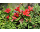 Alstroemeria Inticancha ®