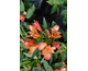 Alstroemeria