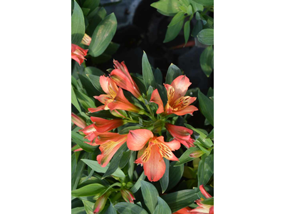 Alstroemeria