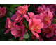 Alstroemeria Inticancha ® Malaga