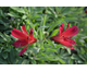 Alstroemeria