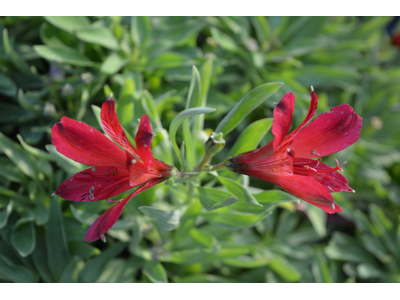 Alstroemeria