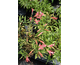 Alstroemeria Ligtu Hybrids