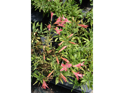 Alstroemeria
