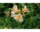 Alstroemeria Little Miss Christina
