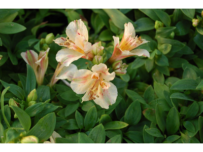 Alstroemeria