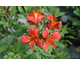 Alstroemeria