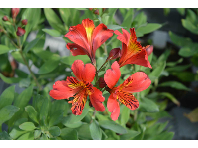 Alstroemeria