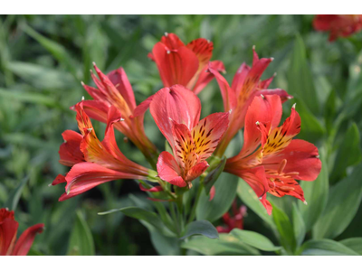 Alstroemeria