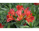 Alstroemeria