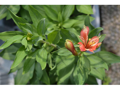 Alstroemeria