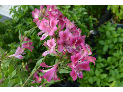 Alstroemeria