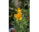 Alstroemeria Majestic Serrant ®