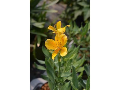 Alstroemeria