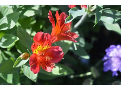 Alstroemeria