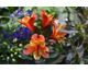 Alstroemeria Summer Paradise ® Indian Summer (Tesronto)