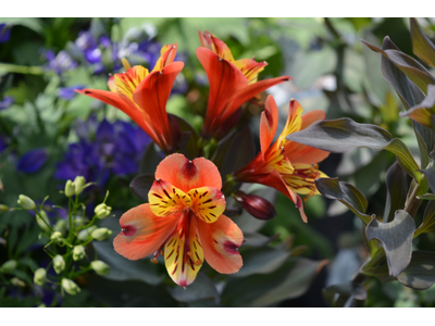 Alstroemeria