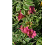 Alstroemeria