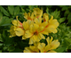 Alstroemeria Summer Paradise ® Spring Valley