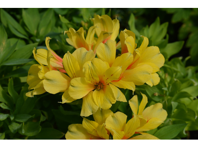 Alstroemeria