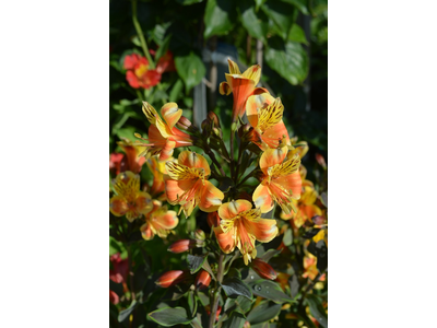 Alstroemeria