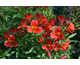 Alstroemeria Summer Paradise ® Summer Heat