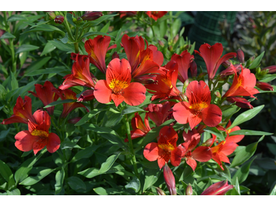 Alstroemeria