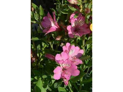 Alstroemeria