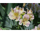 Alstroemeria